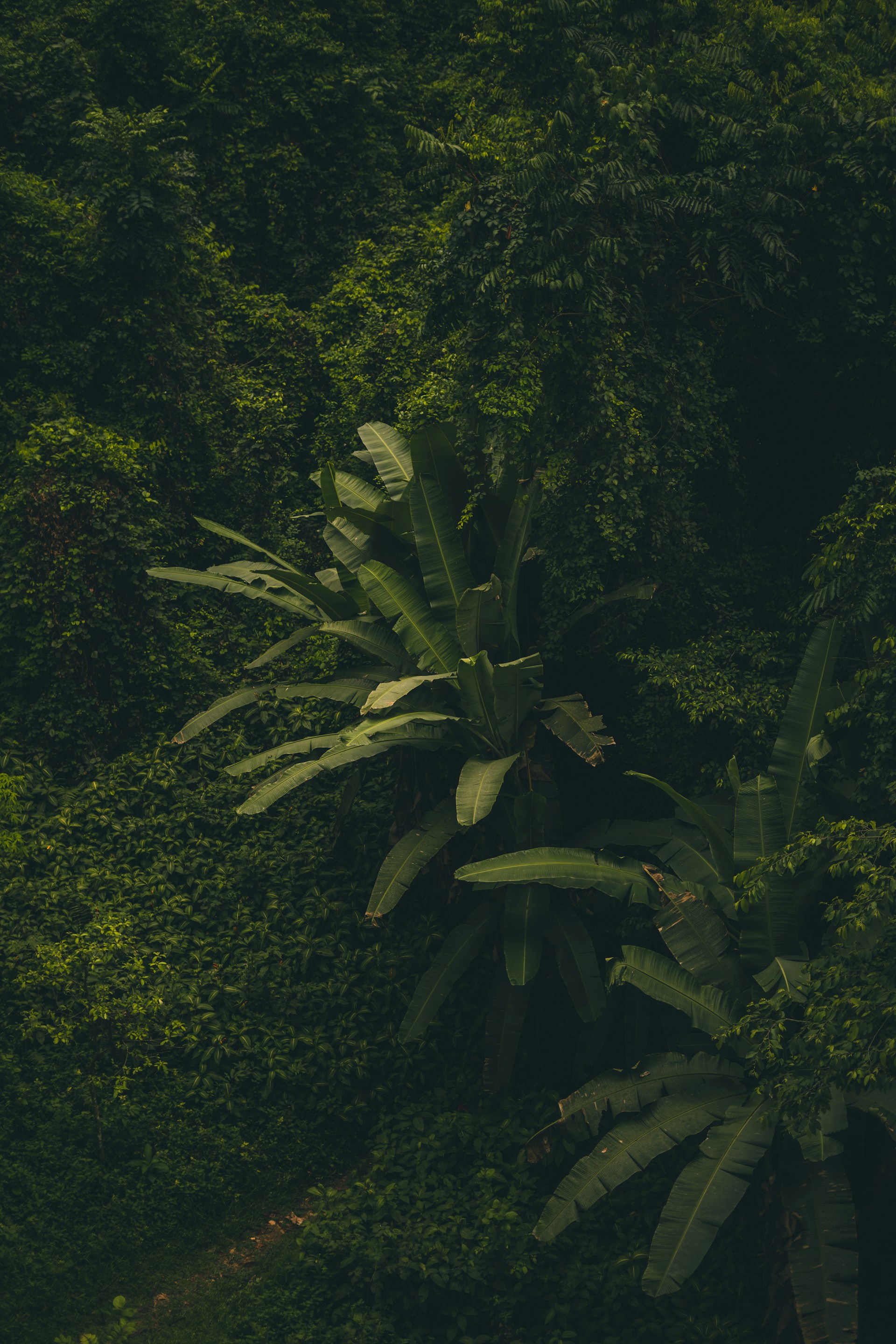 Lush African forest and scenic landscapes